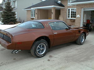 Right rear view, again late in the afternoon the colour looks more brown than bronze